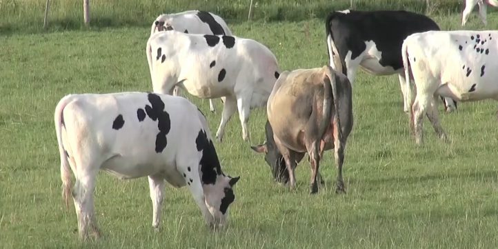 Cows In a Field 02