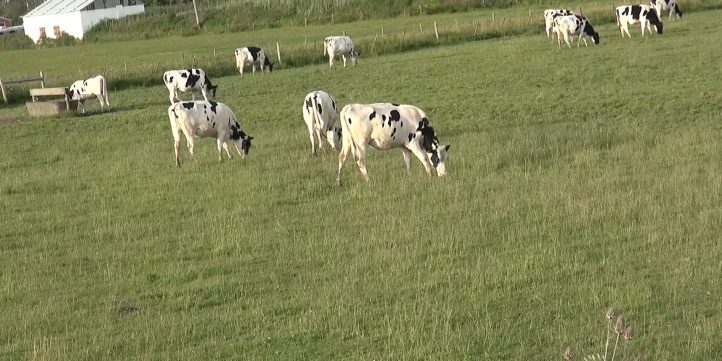 Cows In a Field 01