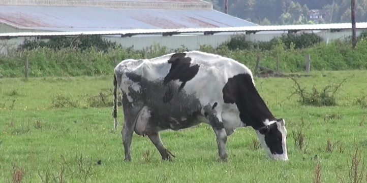 Cow Eating Grass In a Field 03