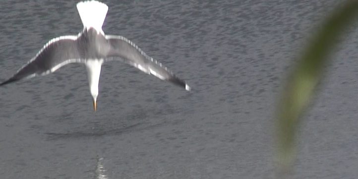 Bird Diving In Ocean