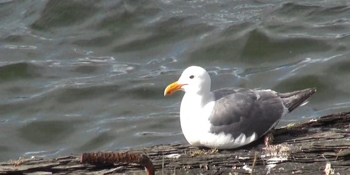 Sea Bird on a Log