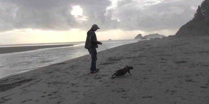 Cat Walking On the Beach 50