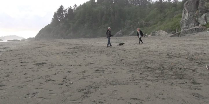 Cat Walking On the Beach 51