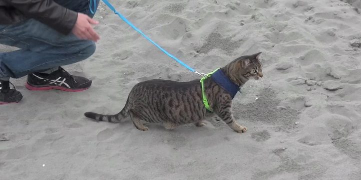 Cat Walking On the Beach 52