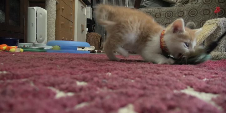 Kitten Playing With Toy