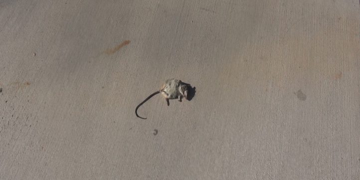 Dead Rat 00