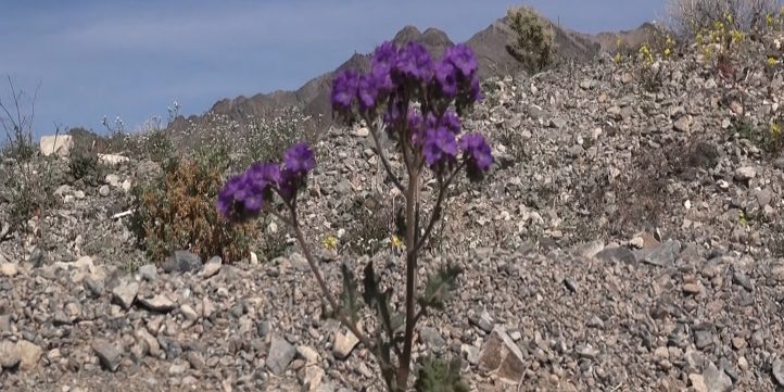 Wild Flower - Death Valley