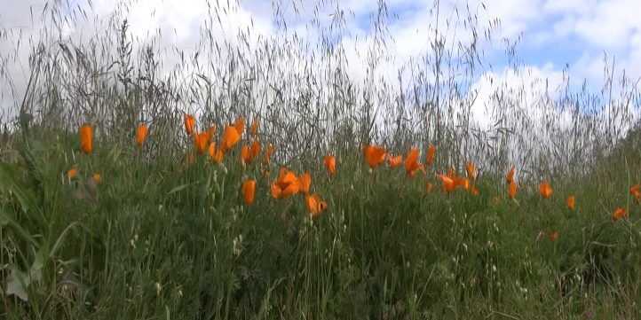 Orange Wild Flowers