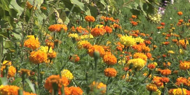 Marigold Flowers 10