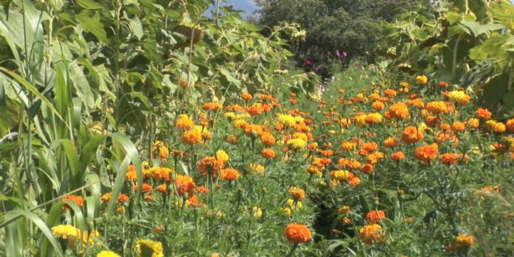 Marigold Flowers 11