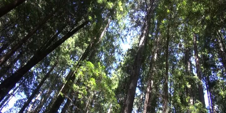 Redwood Forest 00