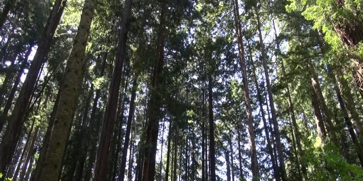 Redwood Forest 01