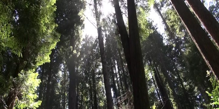 Redwood Forest 02