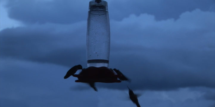 hummingbird feeding in evening