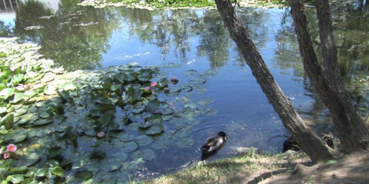 ducks in a pond