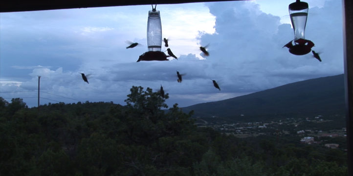 hummingbirds feeding