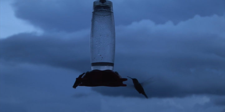 hummingbirds feeding