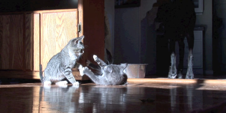 kittens play-fighting