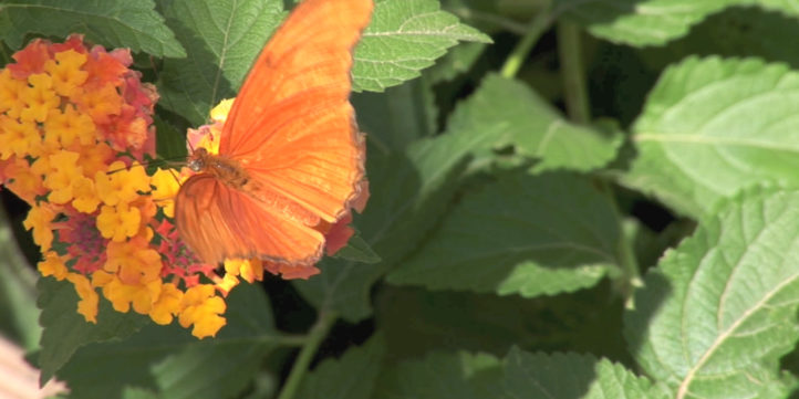 orange julia butterfly