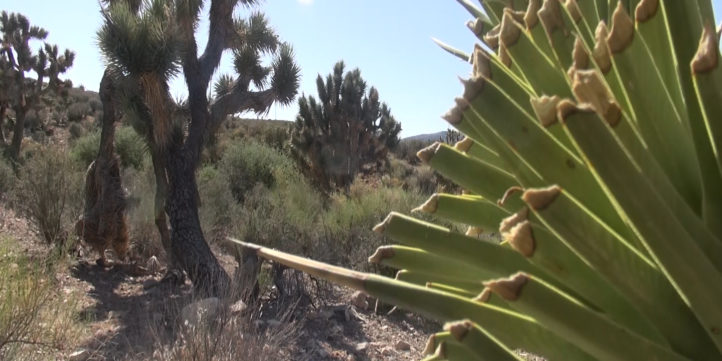 Joshua Tree California Desert