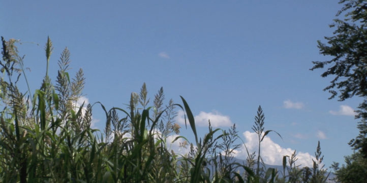 Grass and sky