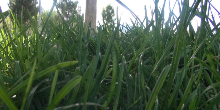 grass and sky