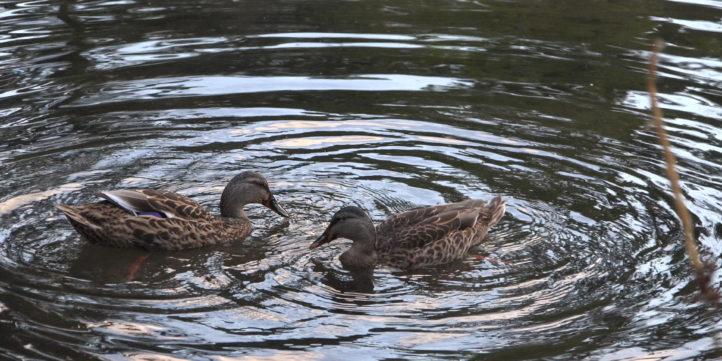 Ducks Diving In A Lake