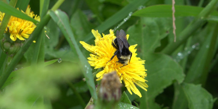 Bee On Dandelion Flower