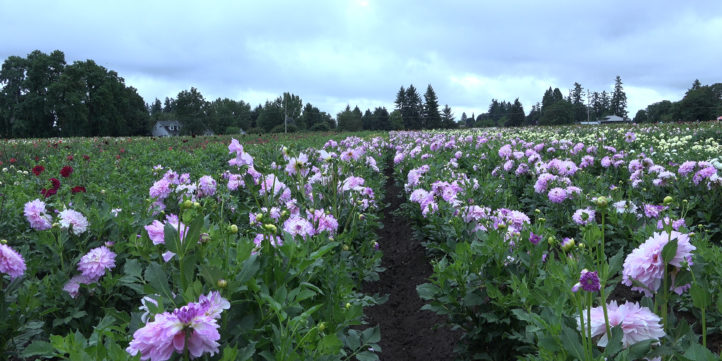 Purple Dahlias