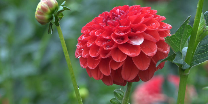 Red Lollipop Dahlia