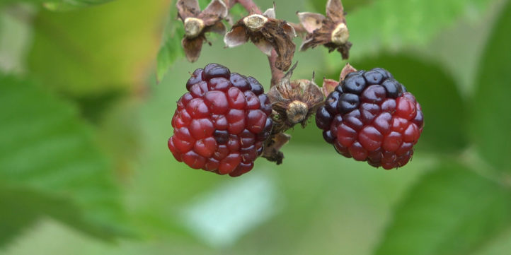 Blackberries On The Vine