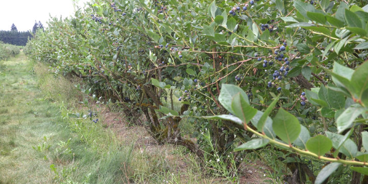 blueberry on the vine