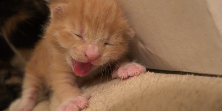 Five Day Old Kitten Yawns