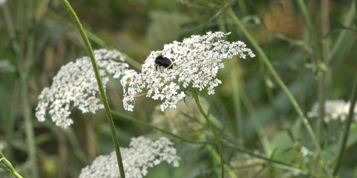 Bee On White Flower
