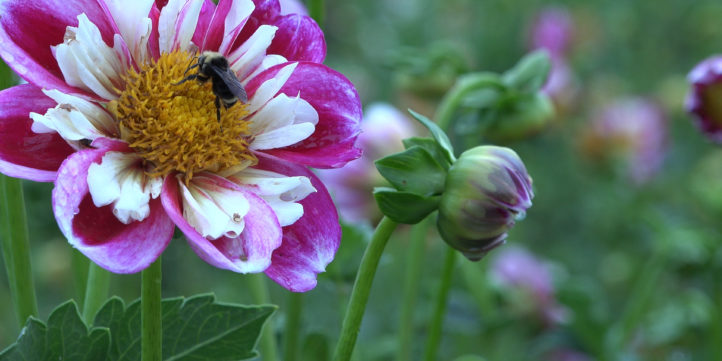 Bee On Pink Dahlia #50