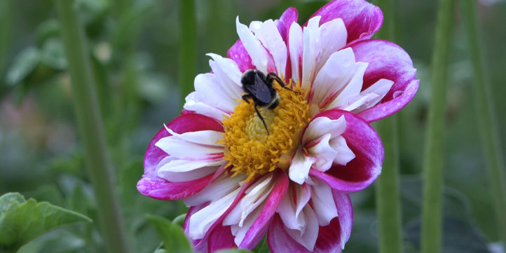 Bee On Pink Dahlia #51