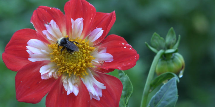 Bumble Bee On Red and White Pinwheel Dahlia