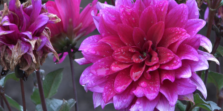 Pink Dahlias