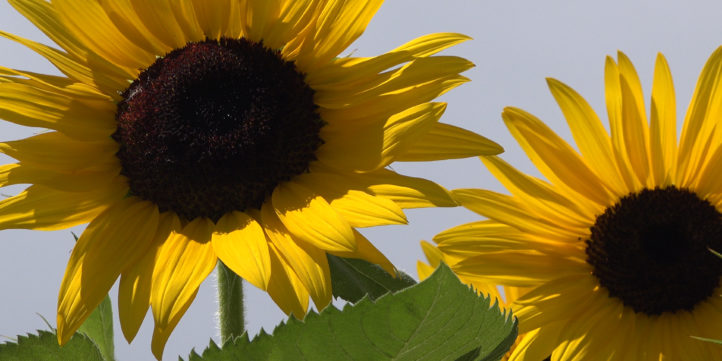 Sun flowers