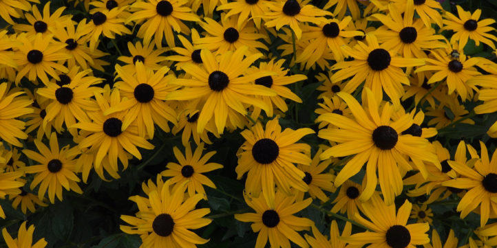 Black-eyed Susan Flowers