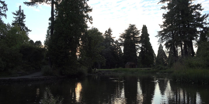 Lake With Trees And Ducks