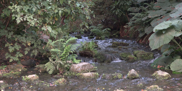 Bubbling Mountain Stream